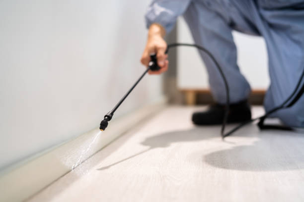 Professional exterminator conducting IPM assessment in Bull Mountain
